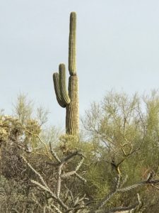 cactus ready to fight