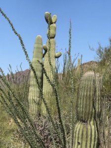 Peter Rabbit Cactus