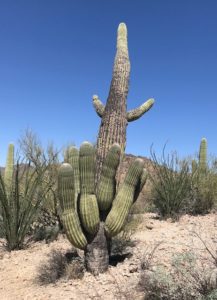 Ursula Sea Witch Cactus