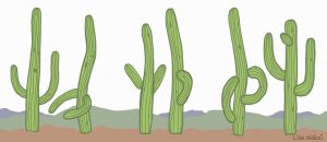 saguaro cactus with personality